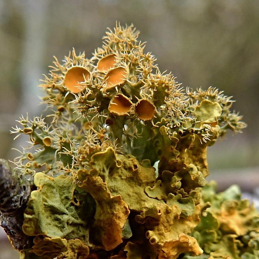 Golden-eye lichen